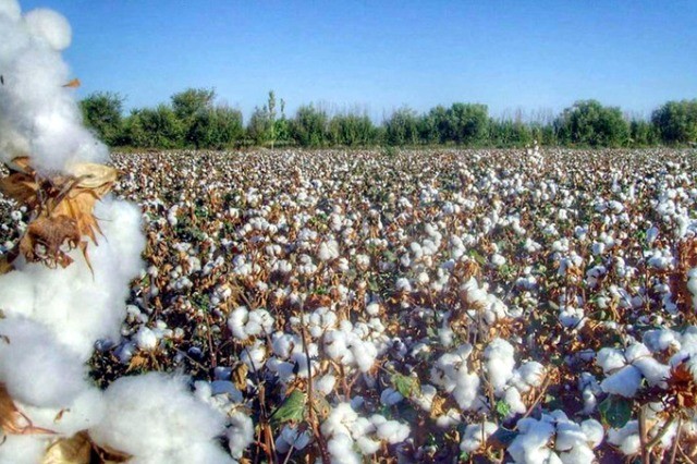 Өзбекистан пахташылықта Better Cotton стандартын енгизеди
