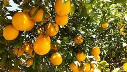 Қанлыкөл районында лимон нәллерин жетистиретуғын ыссыханалар қурылды